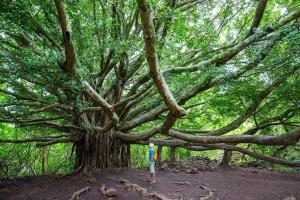 Maui Nasıl Bir Yerdir?
