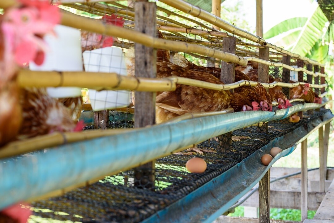 Endüstriyel Yumurta Üretiminin Tavuklar Üzerindeki Etkileri Nelerdir?