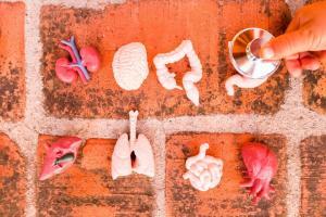 Organ Nedir? Hayati ve Hayati Olmayan Organlar Nelerdir?