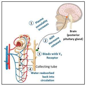 ADH Hormonu Nedir?