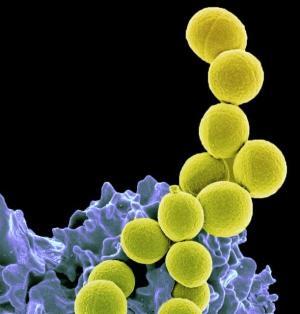 Staphylococcus (Staph) Enfeksiyonları