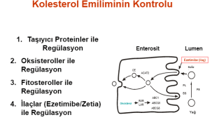 Bitki Sterolleri (Fitosteroller) ve Sağlık Üzerindeki Etkileri