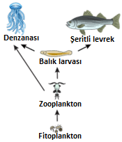 Su Ekosistemleri, Çeşitleri ve İşlevleri