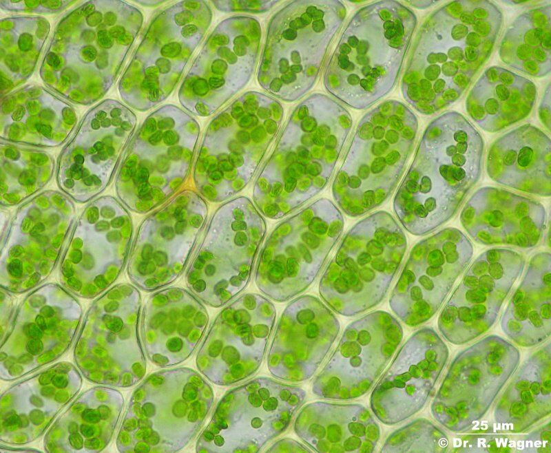 Kloroplast Nedir? Bitkilerin Işıkla Besin Üretme Mucizesi