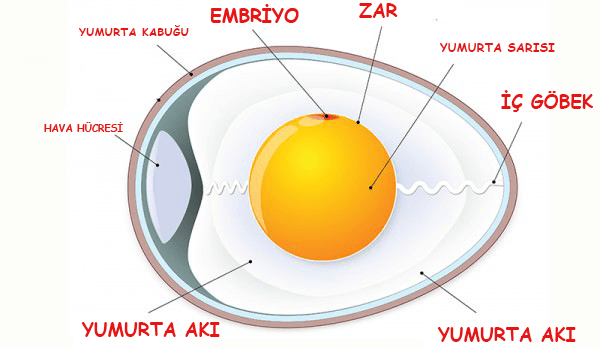 Yumurtalar Nasıl, Nerede ve Ne Kadar Süre Saklanabilir?