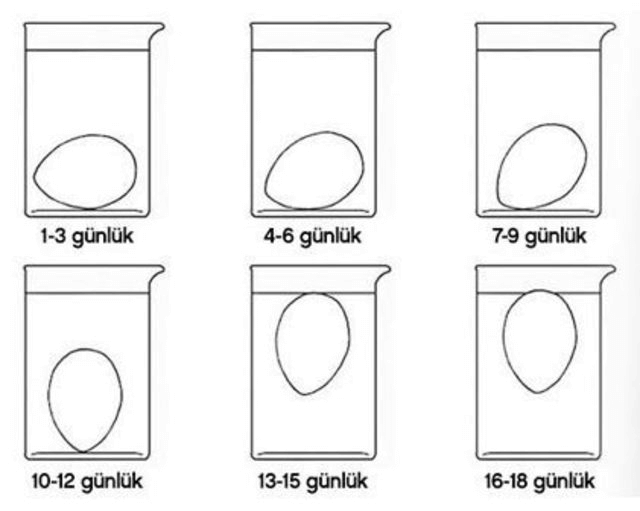 Yumurtaların Taze Olup Olmadığı Nasıl Anlaşılır? Yumurtada Gıda Güvenliği Nasıl Sağlanır?