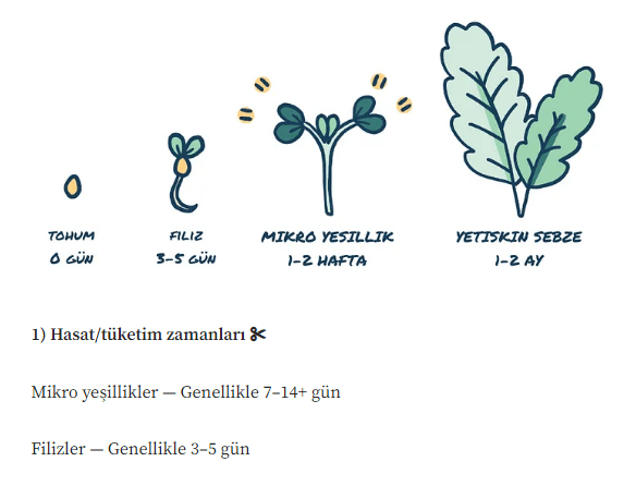Mikro Yeşillik Nedir? Mikro Yeşillikler Nasıl Yetiştirilir, Faydaları Nelerdir?