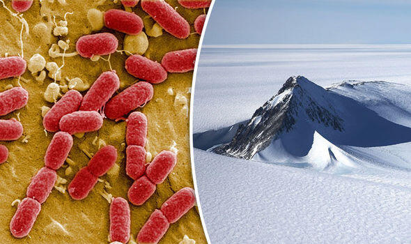 Kar Taneleri Masum Değildir, Karda Bakteriler Bulunabilir