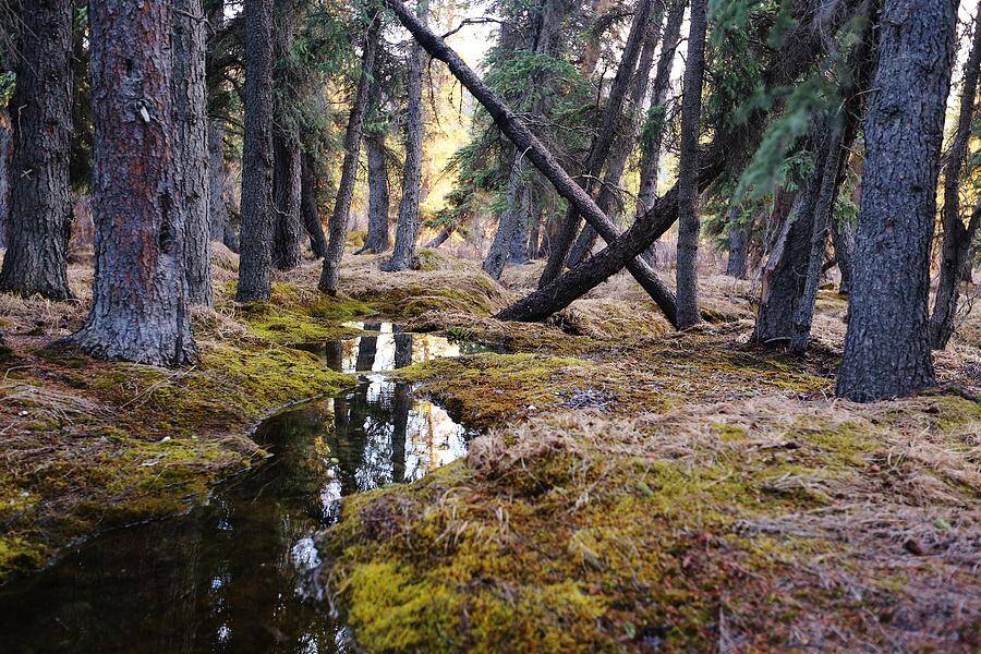 Boreal Ormanlar (Kuzey Ormanları), Konum, İklim, Çeşit ve Özellikleri