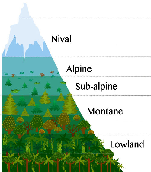Dağlar ve Alpin (Yüksek İrtifa) Yaşam Kuşakları