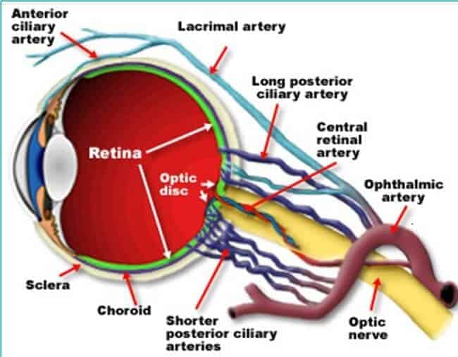 Optik Biyosensör Nedir?