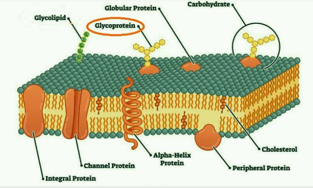 Aplp1: Parkinson Hastalığında Hücreler Arası Yayılımda Oynadığı Rol