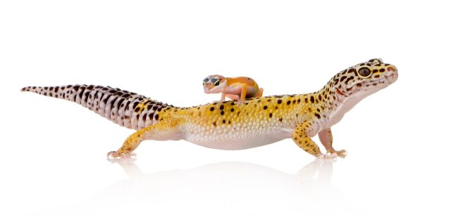 Doğanın Minik Harikası Geckolar Nasıl Canlılardır?