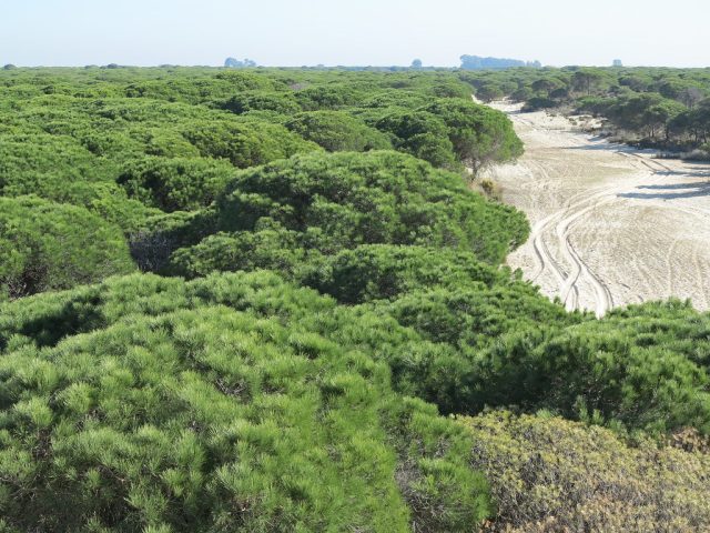 İspanya'da Eşsiz Bir Park: Coto Donana Nasıl Bir Yerdir?