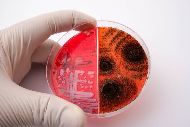 Phocaeicola Vulgatus Nedir?