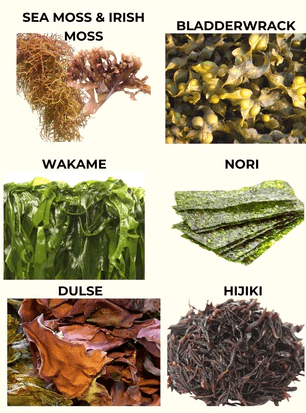 Yenilebilir Deniz Yosunları veya Deniz Sebzeleri