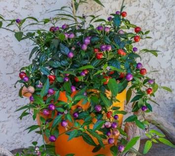 Süs Biberi Çeşitleri