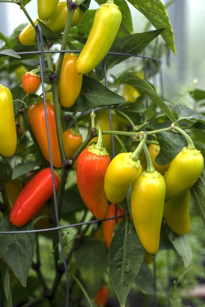 Jalapeno Biberi Çeşitleri