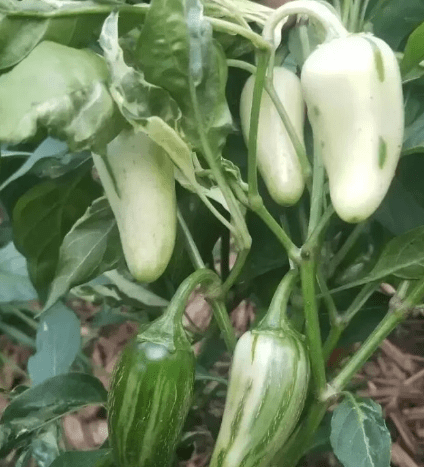 Jalapeno Biberi Çeşitleri