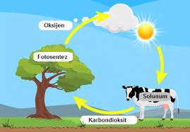Oksijen (O) Elementi, Özellikleri ve Önemi