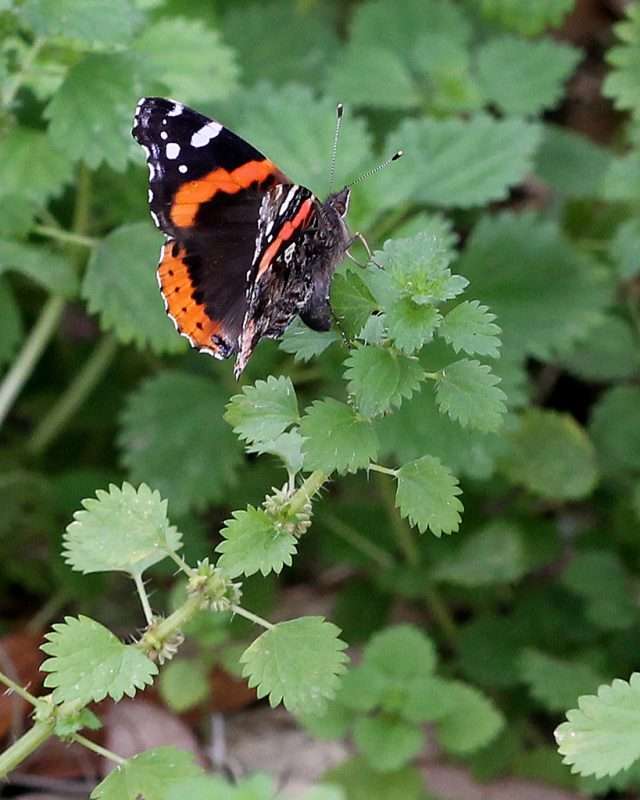 Isırgangiller Ailesi (Urticaceae ) ve Isırgan Otu Çeşitleri